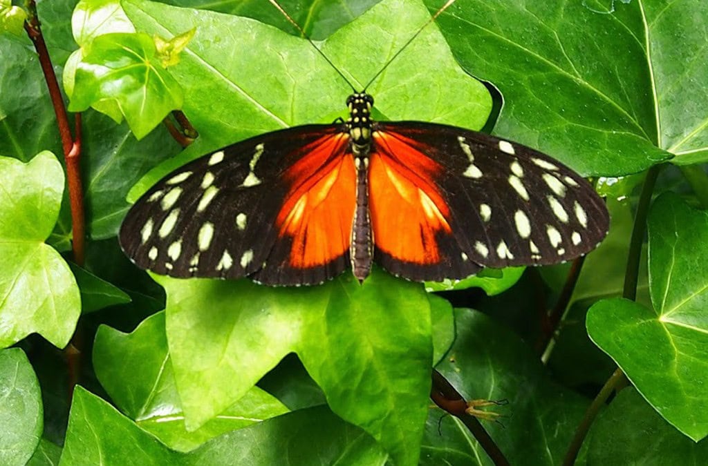 Reisebilder Costa Rica