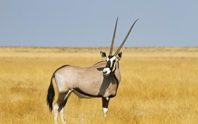 Exploryx ABC – die Oryx-Antilope