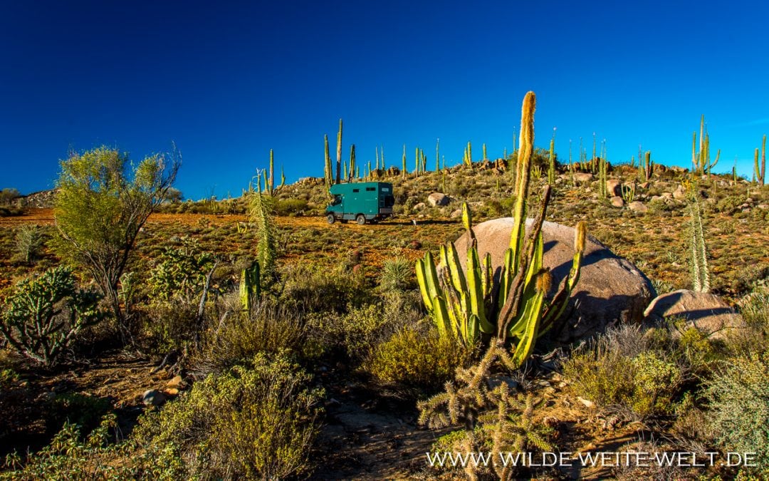 Neue Bilder aus der „wilden weiten Welt“